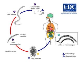 Larva filarióide
Larva filarióide
penetra a pele
L1: larva
rabditóide eclode
Ovos nas fezes
Adultos no intestino delgado
bactérias no solo
L2: larva
rabditóide
 