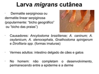 Larva migrans cutânea
•
Dermatite serpiginosa ou
dermatite linear serpiginosa
(popularmente: “bicho geográfico”
ou “bicho das praias”)
•
Causadores: Ancylostoma braziliense; A. caninum; A.
ceylanicum, A. stenocephala, Gnathostoma spinigerum
e Dirofilaria spp. (formas imaturas)
•
Vermes adultos: intestino delgado de cães e gatos
•
No homem: não completam o desenvolvimento,
permanecendo entre a epiderme e a derme
 