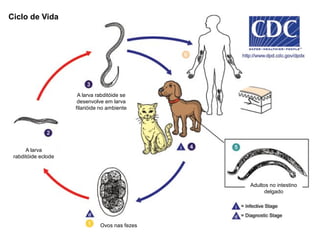 Ovos nas fezes
A larva
rabditóide eclode
A larva rabditóide se
desenvolve em larva
filarióide no ambiente
Adultos no intestino
delgado
Ciclo de Vida
 