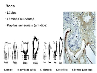 Boca
•
Lábios
•
Lâminas ou dentes
•
Papilas sensoriais (anfídios)
a. lábios; b. cavidade bucal; c. esôfago; d. estiletes; e. dentes quitinosos
 