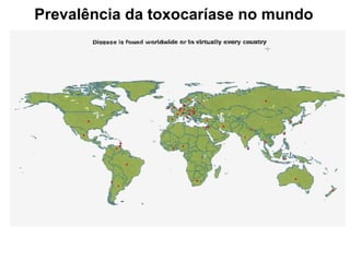 Prevalência da toxocaríase no mundo
 
