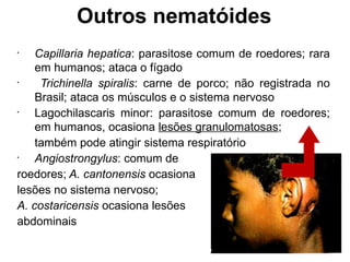 Outros nematóides
•
Capillaria hepatica: parasitose comum de roedores; rara
em humanos; ataca o fígado
•
Trichinella spiralis: carne de porco; não registrada no
Brasil; ataca os músculos e o sistema nervoso
•
Lagochilascaris minor: parasitose comum de roedores;
em humanos, ocasiona lesões granulomatosas;
também pode atingir sistema respiratório
•
Angiostrongylus: comum de
roedores; A. cantonensis ocasiona
lesões no sistema nervoso;
A. costaricensis ocasiona lesões
abdominais
 