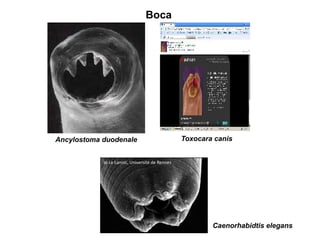 copyright © Dennis Kunkel
Boca
Ancylostoma duodenale Toxocara canis
Caenorhabidtis elegans
Jo Le Lannic, Université de Rennes
 