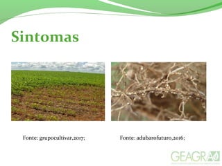 Sintomas
Fonte: grupocultivar,2017; Fonte: adubarofuturo,2016;
 