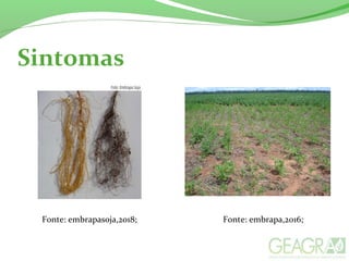 Sintomas
Fonte: embrapasoja,2018; Fonte: embrapa,2016;
 