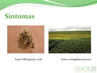 Sintomas
Fonte: FMCagricola, 2018; Fonte: revisagloborural,2012;
 
