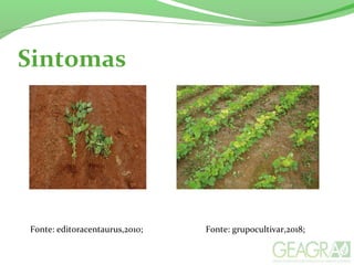 Sintomas
Fonte: editoracentaurus,2010; Fonte: grupocultivar,2018;
 