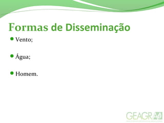 Formas de Disseminação
Vento;
Água;
Homem.
 