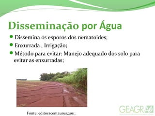 Disseminação por Água
Dissemina os esporos dos nematoides;
Enxurrada , Irrigação;
Método para evitar: Manejo adequado dos solo para
evitar as enxurradas;
Fonte: editoracentaurus,2011;
 