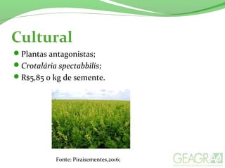 Cultural
Plantas antagonistas;
Crotalária spectabbilis;
R$5,85 o kg de semente.
Fonte: Piraisementes,2016;
 