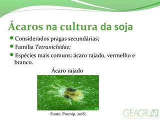 Ácaros na cultura da soja
Considerados pragas secundárias;
Família Tetranichidae;
Espécies mais comuns: ácaro rajado, vermelho e
branco.
Ácaro rajado
Fonte: Promip, 2018;
 