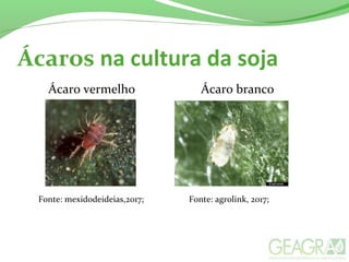 Ácaros na cultura da soja
Fonte: agrolink, 2017;Fonte: mexidodeideias,2017;
Ácaro vermelho Ácaro branco
 
