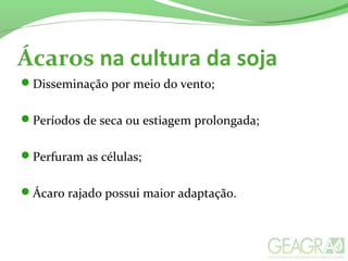 Ácaros na cultura da soja
Disseminação por meio do vento;
Períodos de seca ou estiagem prolongada;
Perfuram as células;
Ácaro rajado possui maior adaptação.
 