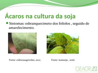 Ácaros na cultura da soja
Sintomas: esbranquecimeto dos folíolos , seguido de
amarelecimento.
Fonte: culturasagricolas, 2012; Fonte: maissoja , 2016;
 