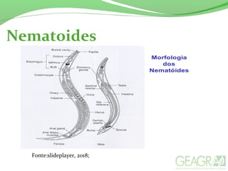 Nematoides
Fonte:slideplayer, 2018;
 
