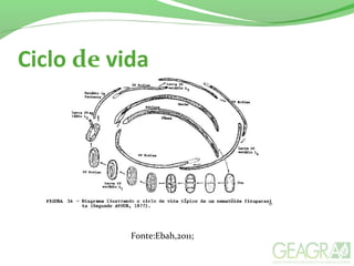 Ciclo de vida
Fonte:Ebah,2011;
 