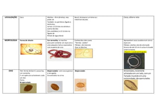 LOCALIZAÇÃO Ceco Adultos – Rim (direito), mas
pode ser
Também no peritônio,fígado e
testículos.
Larvas:L2 (Cistos no celoma e
outros tecidos
Dos anelídeos) e L3 (cistos no
fígado de
Peixes de água doce)
Nasal,bronquial,urinária ou i
Intestinal deaves
Ceco,cólone reto
MORFOLOGIA Forma de chicote Cor vermelha, os machos
possuem somente um espiculo e
uma pequena bolsa copuladora
com aspecto de sino.
Conhecidos idos como
“Vermes cabelo”
Fêmeas são maiores
Que os Machos
Apresentam asas caudaiseum único
espiculo
Fêmeas adultas são decoloração
branca de até 10 cm A vulva é situada
anteriormente.
(Oxyuris =cauda pontiaguda)
OVO Tem forma de barril,casca lisa,
cor castanha
E um opérculo salienteem cada
um dos
Polos.
Bi-operculado
Bioperculados com casca grossa
e enrugada,
Encontrados na urina
Bioperculado Amarelados,levemente
achatadosem um lado,comum
Tampão mucóide emuma
extremidade,sãooperculados.
 