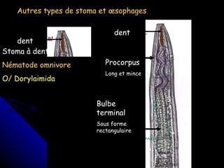 Stoma à dent Nématode omnivore O/ Dorylaimida Autres types de stoma et œsophages  dent dent Procorpus Long et mince Bulbe terminal Sous forme rectangulaire 