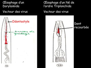 Odontostyle Œsophage d’un Dorylaimida Vecteur des virus Œsophage d’un Né de l’ordre Triplonchida Vecteur des virus Dent recourbée 