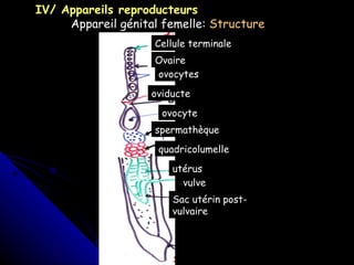 IV/ Appareils reproducteurs Appareil génital femelle:  Structure Ovaire Cellule terminale ovocytes oviducte ovocyte spermathèque quadricolumelle utérus vulve Sac utérin post-vulvaire 
