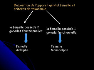 Disposition de l’appareil génital femelle et critères de taxonomie la femelle possède 2 gonades fonctionnelles Femelle didelphe la femelle possède 1 gonade fonctionnelle Femelle Monodelphe 