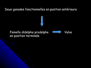 Deux gonades fonctionnelles en position antérieure Femelle didelphe prodelphe Vulve en position terminale 