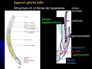 Appareil génital mâle Structure et critères de taxonomie Cellule terminale testicule spermatozoïdes spermiducte spicules gubernaculum Bourse caudale Glandes supplémentaires 