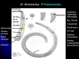 Armature céphalique O Orifice de la glande dorsale métacorpus Anneau nerveux Bulbe terminal Intestin G/  Rotylenchus   F /Hoplolaimidae Armature céphalique développée Rec. Dorsal 1 phasmide Postérieure ST> 4O Espèces forestières Plantes ornementales, maraichères phasmide 