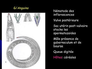 G/ Anguina Nématode des inflorescences Vulve postérieure Sac utérin post-vulvaire stocke les spermatozoïdes Mâle présence de gubernaculum et de bourse Queue digitée Hôtes : céréales 