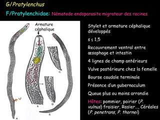 G/ Pratylenchus F/Pratylenchidae:  Nématode endoparasite migrateur des racines Armature céphalique Stylet et armature céphalique développés s ≤ 1,5 Recouvrement ventral entre œsophage et intestin 4 lignes de champ antérieurs Vulve postérieure chez la femelle Bourse caudale terminale Présence d’un gubernaculum Queue plus ou moins arrondie Hôtes : pommier, poirier ( P. vulnus ) fraisier, Rosier…, Céréales ( P. penetrans, P. thornei ) 