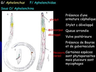G/  Aphelenchus   F/ Aphelenchidae Sous O/ Aphelenchina stylet Métacorpus développé  Recouvre. dorsal Présence d’une armature céphalique Stylet ± développé Queue arrondie Vulve postérieure Présence de Bourse et de gubernaculum Certaines espèces sont phytoparasites mais plusieurs sont mycophages 