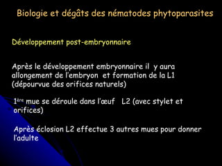 Biologie et dégâts des nématodes phytoparasites Développement post-embryonnaire Après le développement embryonnaire il  y aura allongement de l’embryon  et formation de la L1 (dépourvue des orifices naturels) 1 ère  mue se déroule dans l’œuf  L2 (avec stylet et orifices) Après éclosion L2 effectue 3 autres mues pour donner l’adulte 