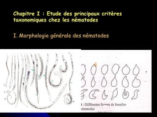Chapitre I : Etude des principaux critères taxonomiques chez les nématodes I. Morphologie générale des nématodes 