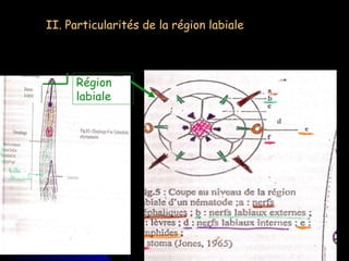 II. Particularités de la région labiale Région labiale 