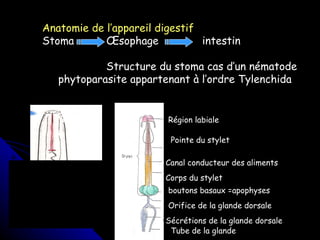 Anatomie de l’appareil digestif Stoma Œsophage intestin Structure du stoma cas d’un nématode phytoparasite appartenant à l’ordre Tylenchida Région labiale Pointe du stylet Canal conducteur des aliments Corps du stylet boutons basaux =apophyses Orifice de la glande dorsale Sécrétions de la glande dorsale Tube de la glande 