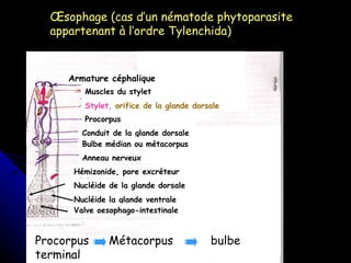 Œsophage (cas d’un nématode phytoparasite appartenant à l’ordre Tylenchida) Procorpus   Métacorpus  bulbe terminal Armature céphalique Muscles du stylet Stylet,  orifice de la glande dorsale Procorpus Conduit de la glande dorsale Bulbe médian ou métacorpus Anneau nerveux Hémizonide, pore excréteur Nucléide de la glande dorsale  Nucléide la glande ventrale Valve oesophago-intestinale 