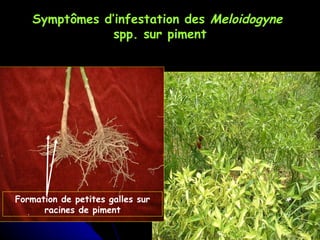 Symptômes d’infestation des  Meloidogyne  spp. sur piment Formation de petites galles sur racines de piment 