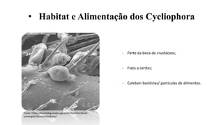 Nematomorpha, Acantocephala e Cycliophora.pptx