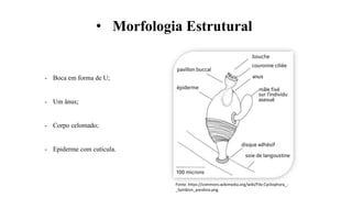 Nematomorpha, Acantocephala e Cycliophora.pptx