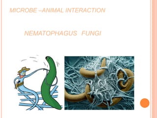 MICROBE –ANIMAL INTERACTION
NEMATOPHAGUS FUNGI
 