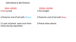 DIFFERNCE BETWEEN
MALE- ASCARIS
1.Tail-curved
2.Posterior end of tail with Cloaca.
3.1-pair of pineal setae arise from
cloaca during copulation.
FEMALE- ASCARIS
1.Tail-straight
2.Posterior end of tail with Anus.
3.Pineal setae absent.
 