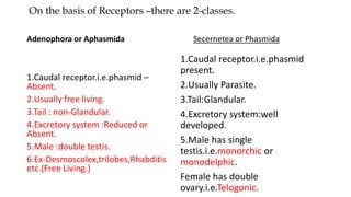 On the basis of Receptors –there are 2-classes.
1.Caudal receptor.i.e.phasmid –
Absent.
2.Usually free living.
3.Tail : non-Glandular.
4.Excretory system :Reduced or
Absent.
5.Male :double testis.
6.Ex-Desmoscolex,trilobes,Rhabditis
etc.(Free Living.)
Secernetea or Phasmida
1.Caudal receptor.i.e.phasmid
present.
2.Usually Parasite.
3.Tail:Glandular.
4.Excretory system:well
developed.
5.Male has single
testis.i.e.monorchic or
monodelphic.
Female has double
ovary.i.e.Telogonic.
Adenophora or Aphasmida
 