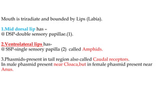Mouth is triradiate and bounded by Lips (Labia).
1.Mid dorsal lip has –
@ DSP-double sensory papillae.(1).
2.Ventrolateral lips has-
@ SSP-single sensory papilla (2) called Amphids.
3.Phasmids-present in tail region also called Caudal receptors.
In male phasmid present near Cloaca,but in female phasmid present near
Anus.
 