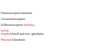 Chemoreceptors-function
1.Guastatoreceptors
2.Olfactoreceptors (Mainly).
NOTE-
Amphid-Smell and non –glandular.
Phasmid-Glandular.
 