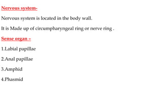 Nervous system-
Nervous system is located in the body wall.
It is Made up of circumpharyngeal ring or nerve ring .
Sense organ –
1.Labial papillae
2.Anal papillae
3.Amphid
4.Phasmid
 