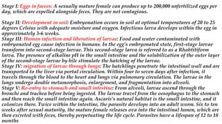 Stage I: Eggs in faeces: A sexually mature female can produce up to 200,000 unfertilized eggs per
day, which are expelled alongside feces. They are not contagious.
Stage II: Development in soil: Embryonation occurs in soil at optimal temperatures of 20 to 25
degrees Celsius with adequate moisture and oxygen. Infectious larva develops within the egg in
approximately 3-6 weeks.
Stage III: Human infection and liberation of larvae: Food and water contaminated with
embryonated egg cause infection in humans. In the egg’s embryonated state, first-stage larvae
transform into second-stage larvae. This second-stage larva is referred to as a Rhabtitiform
larva. The presence of alkaline pH in the small intestine and the solubilization of the outer layer
of the second-stage larvae by bile stimulate the hatching of the larvae.
Stage IV: migration of larvae through lungs: The hatchlings penetrate the intestinal wall and are
transported to the liver via portal circulation. Within four to seven days after infection, it
travels through the blood to the heart and lungs via pulmonary circulation. The larvae in the
lungs undergo double metamorphosis, enlargement, and fragmentation into alveoli.
Stage V: Re-entry to stomach and small intestine: From alveoli, larvae ascend through the
bronchi and trachea before being ingested. The larvae travel from the oesophagus to the stomach
and then reach the small intestine again. Ascaris’s natural habitat is the small intestine, and it
colonizes there. Twice within the intestine, the parasite develops into an adult worm. Six to ten
weeks after sexual maturity, the mature female releases ova into the intestinal lumen, which are
then excreted with feces, thereby perpetuating the life cycle. Parasites have a lifespan of 12 to 18
months
 