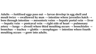 Adults → fertilised eggs pass out → larvae develop in egg shell and
moult twice → swallowed by man → intestine where juveniles hatch →
bore through intestine → mesenteric veins → hepatic portal vein → liver
→ hepatic vein → postcaval vein → right side of heart → pulmonary
artery → lungs → alveoli where third moulting occurs → bronchioles →
bronchus → trachea → glottis → oesophagus → intestine where fourth
moulting occurs → grow into adults.
 