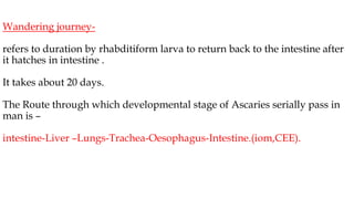 Wandering journey-
refers to duration by rhabditiform larva to return back to the intestine after
it hatches in intestine .
It takes about 20 days.
The Route through which developmental stage of Ascaries serially pass in
man is –
intestine-Liver –Lungs-Trachea-Oesophagus-Intestine.(iom,CEE).
 