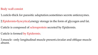 Body wall consist
1.cuticle-thick for parasitic adaptation.sometimes secrete antienzymes.
2.Epidermis-Syncytical,energy storage in the form of glycogen and fat.
Cuticle is composed of scleroprotein secreted by Epidermis.
Cuticle is formed by Epidermis.
3.muscle –only longitudinal muscle present.circular and oblique muscle
absent.
 