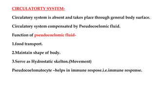 CIRCULATORTY SYSTEM-
Circulatory system is absent and takes place through general body surface.
Circulatory system compensated by Pseudocoelomic fluid.
Function of pseudocoelomic fluid-
1.food transport.
2.Maintain shape of body.
3.Serve as Hydrostatic skelton.(Movement)
Pseudocoelomatocyte –helps in immune respose.i.e.immune response.
 